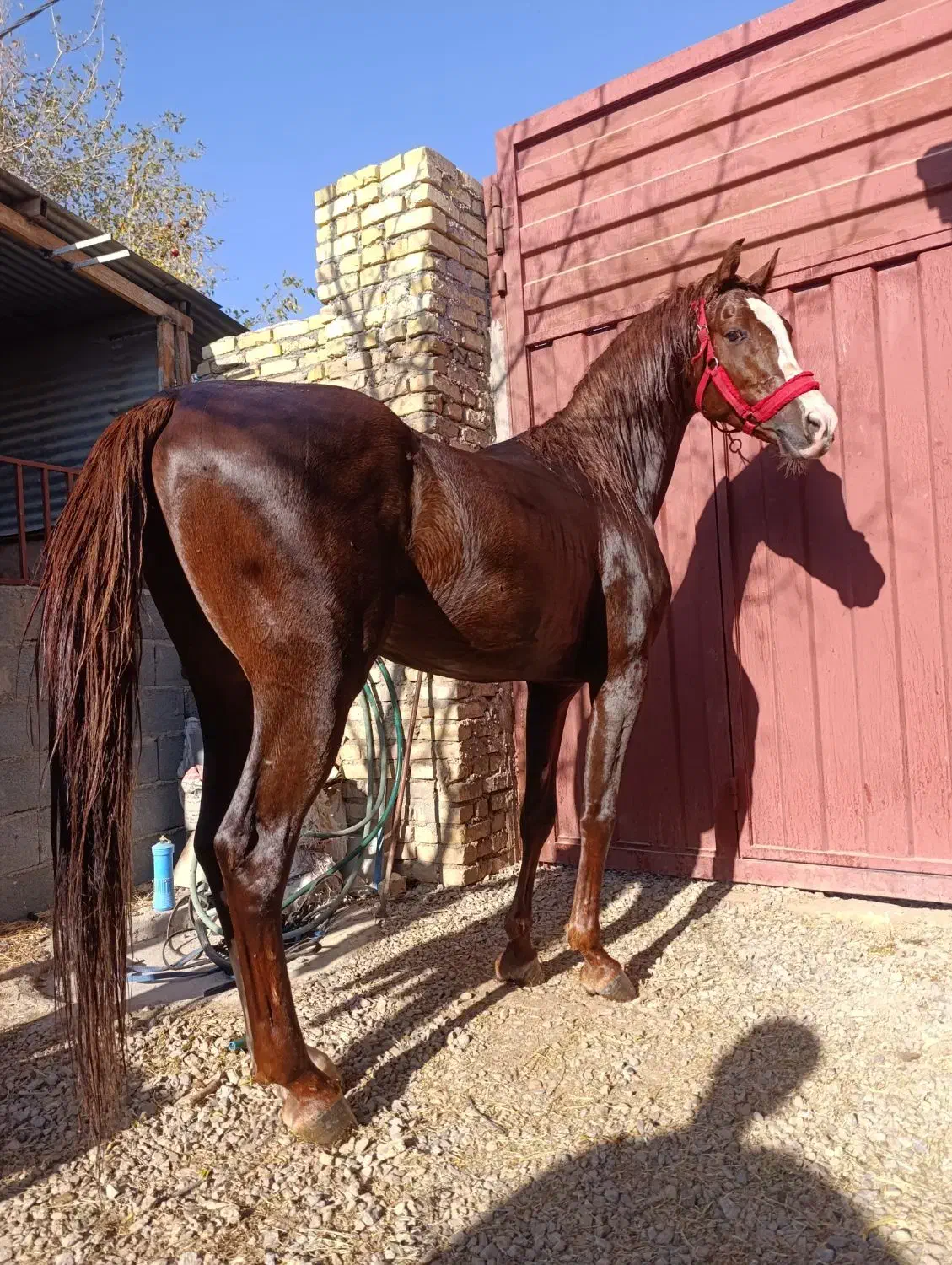 اسب|اسب و تجهیزات اسب‌سواری|یزد, |دیوار