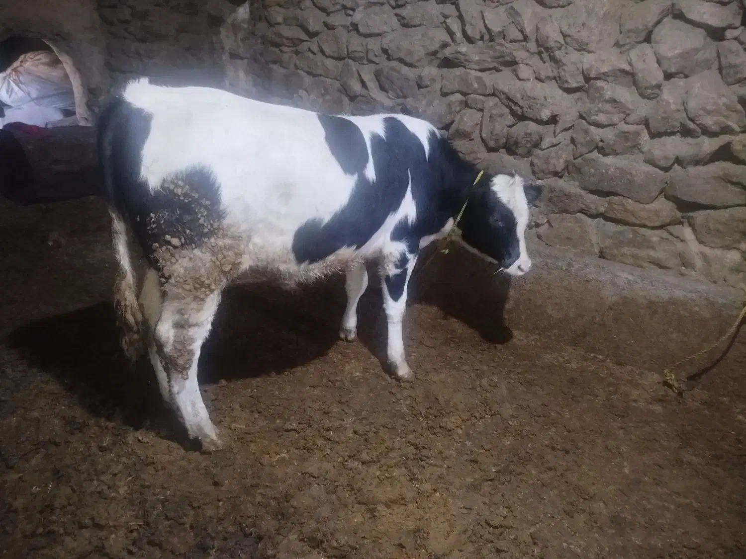 فروش دو راس گوساله|حیوانات مزرعه|صحنه, |دیوار