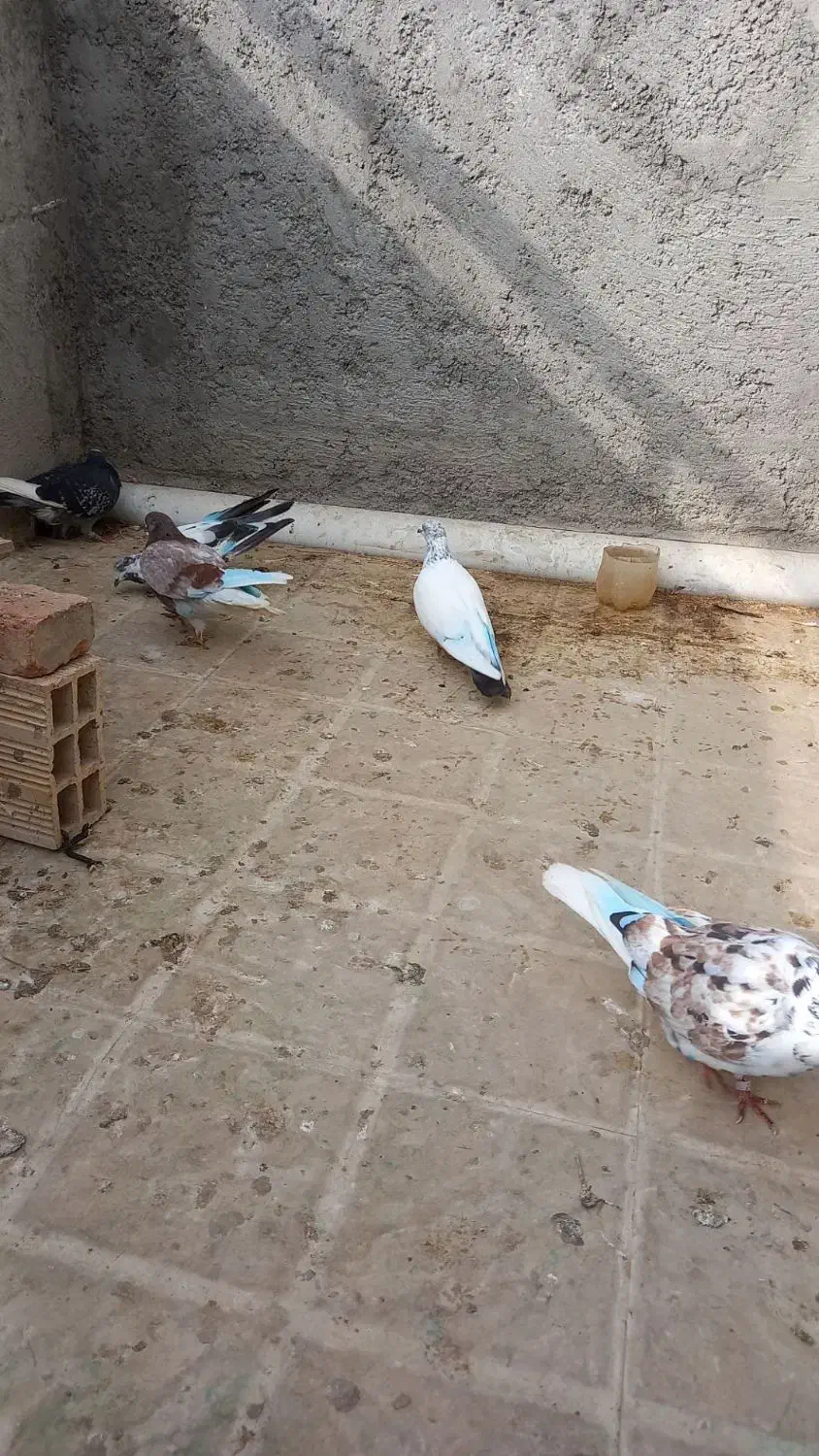 کبوتر اوچان|پرنده|پارس‌آباد, |دیوار