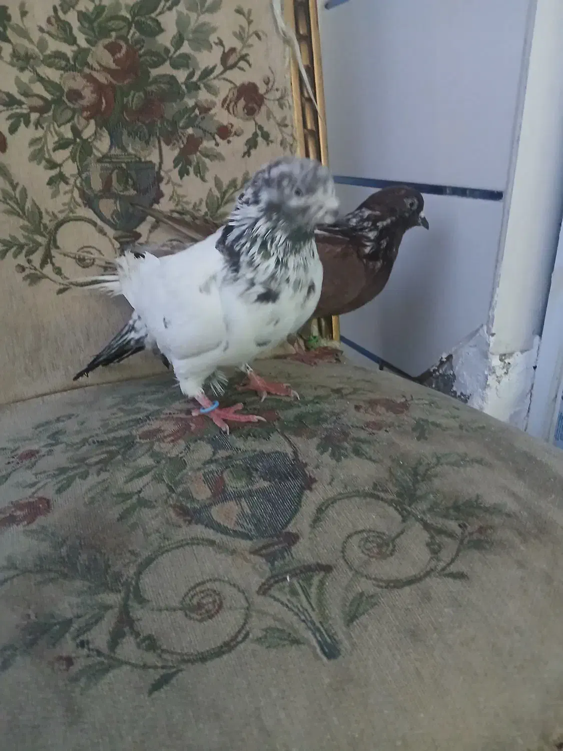 کبوتر دمگیر کاشانی  ساتن|پرنده|خمینی‌شهر, |دیوار