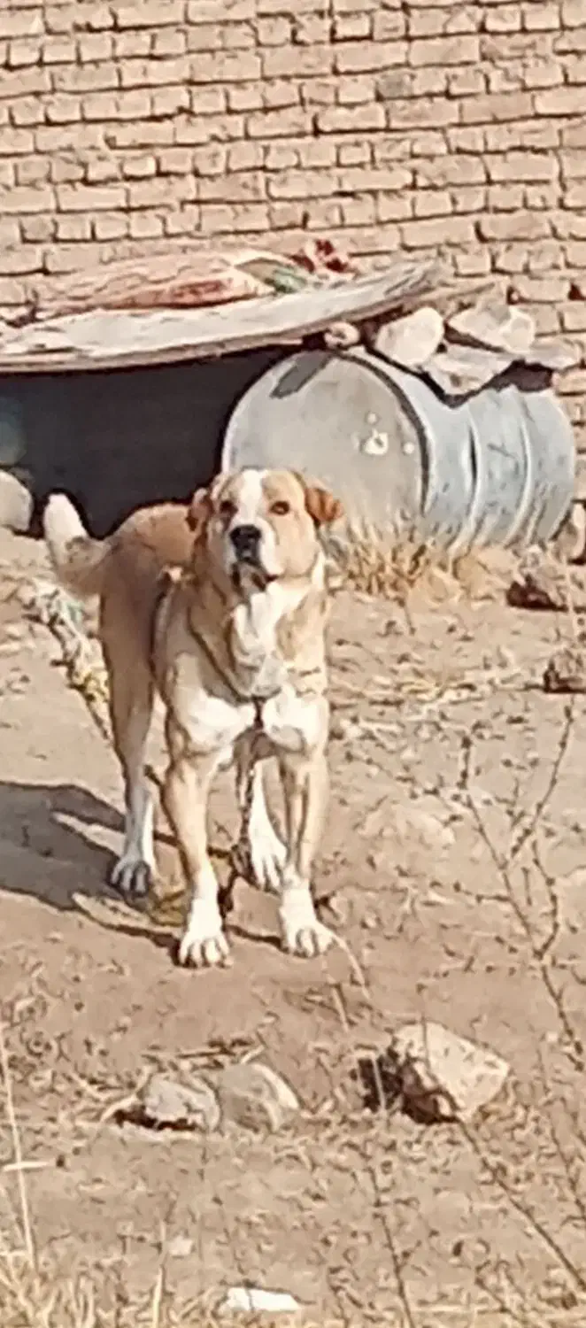 واگذاری سگ|سگ|شاهین دژ, |دیوار