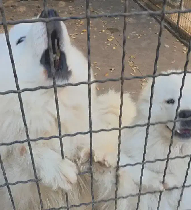 واگزاری سگ نژاد  سامویید اصل از نسل وارداتی|سگ|تهران, اکباتان|دیوار