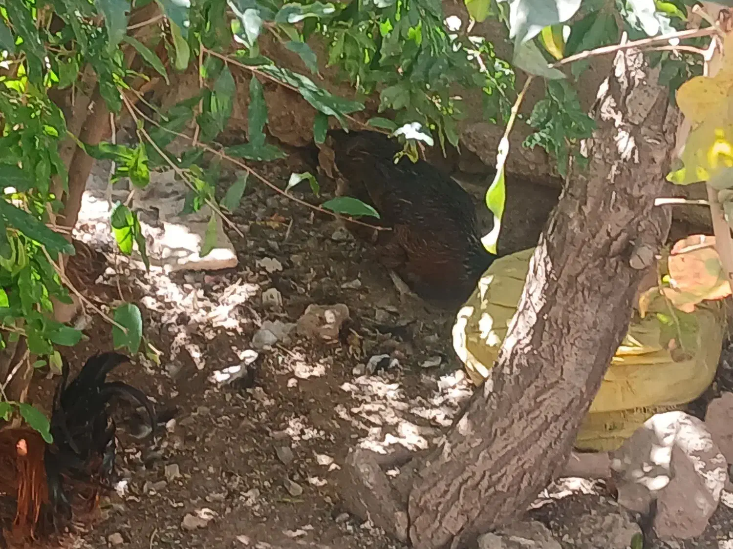 مرغ جوان توتک بومی|حیوانات مزرعه|بروجن, |دیوار