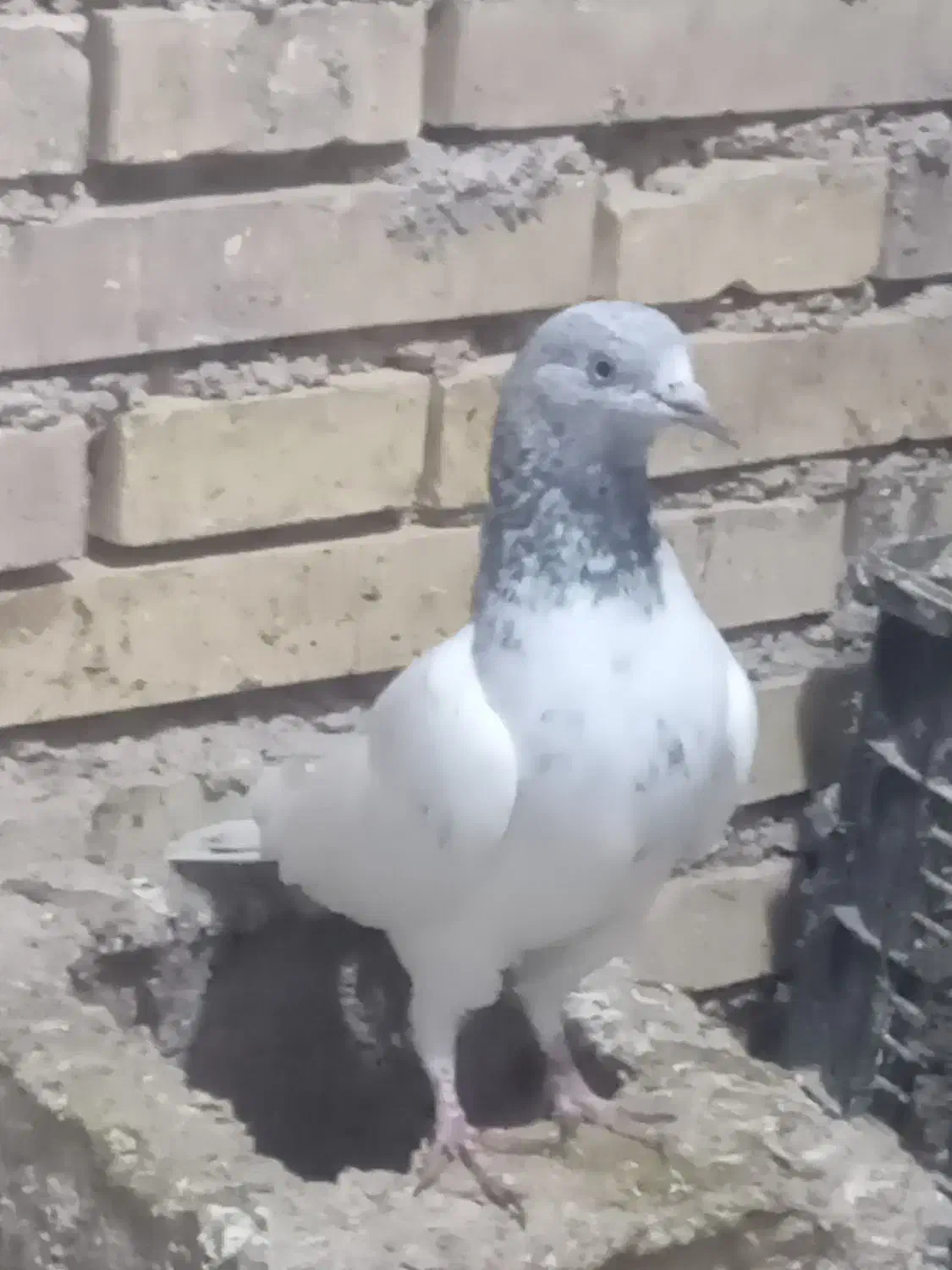 کبوتر پرشی 1روز پرش|پرنده|خرمشهر, |دیوار