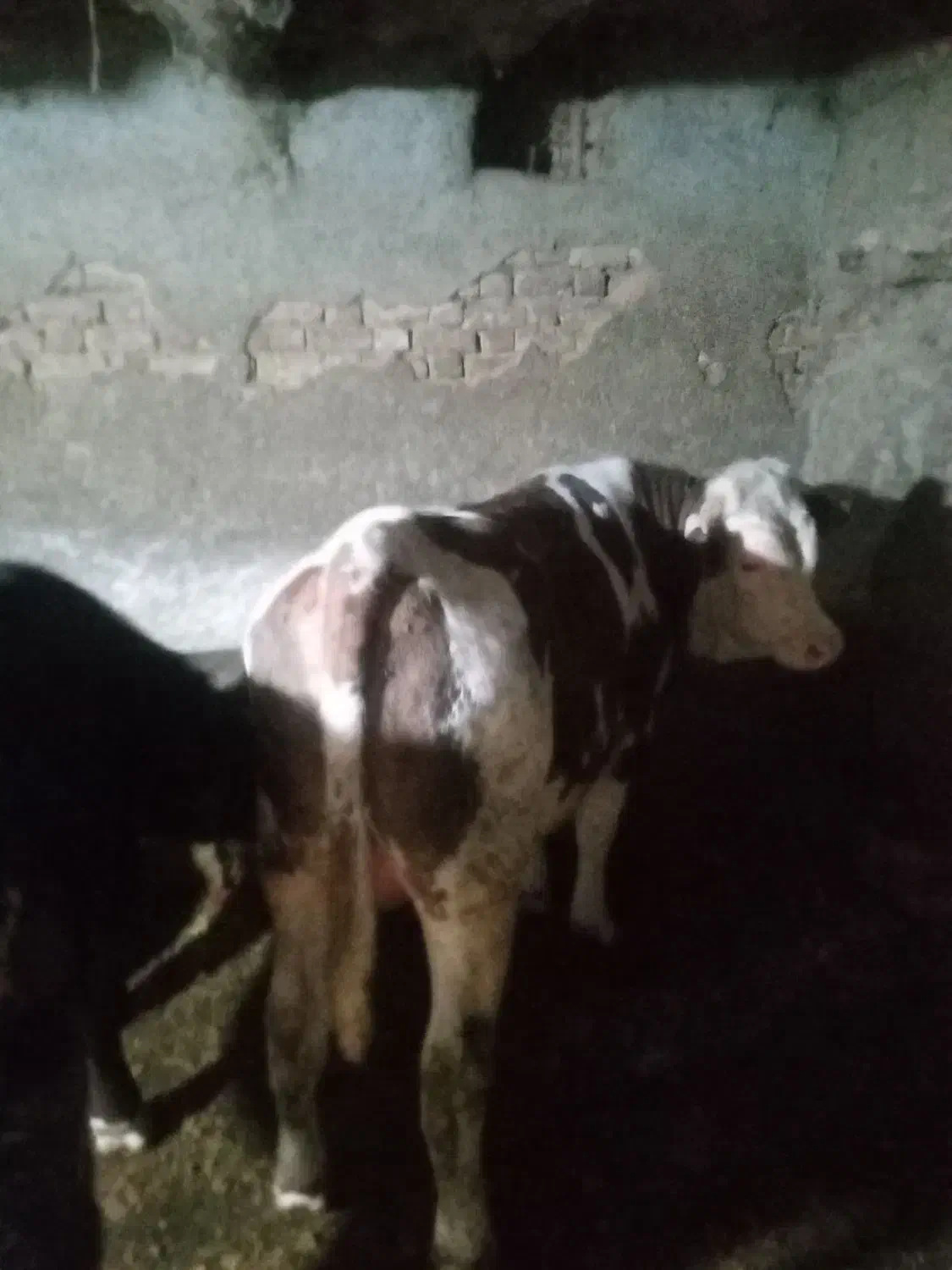 گوساله ی سیمنتال|حیوانات مزرعه|سنندج, |دیوار