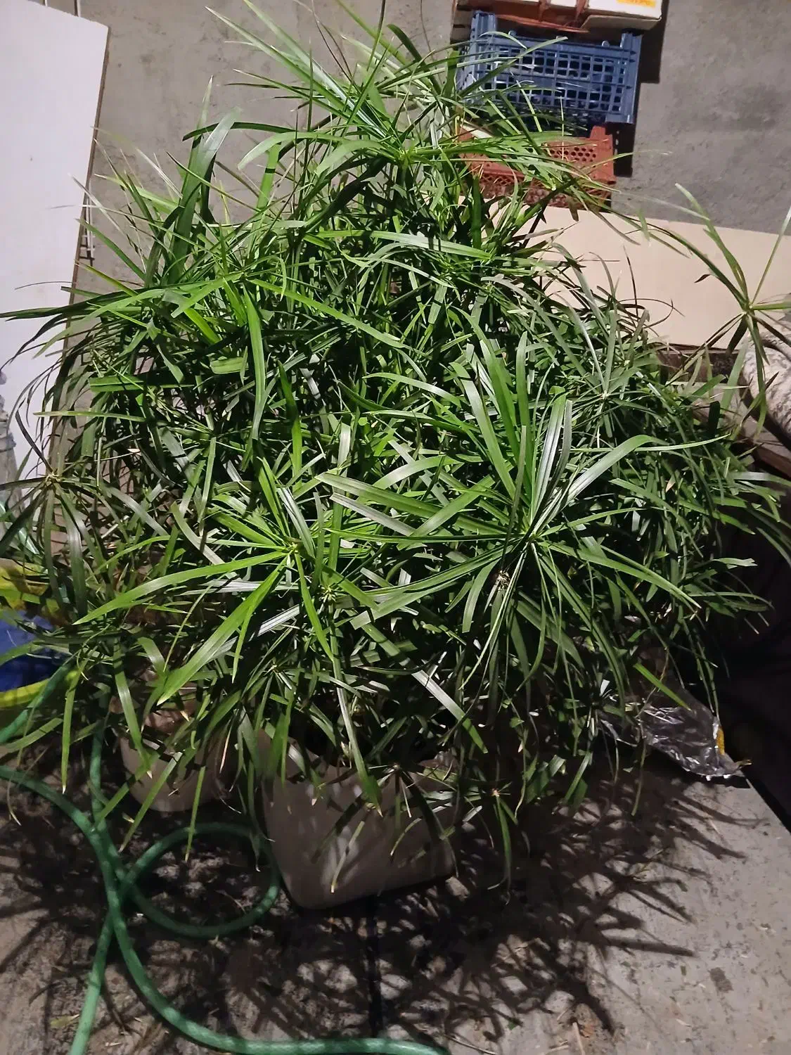 گل نخل سر حال|گل و گیاه طبیعی|سنندج, |دیوار