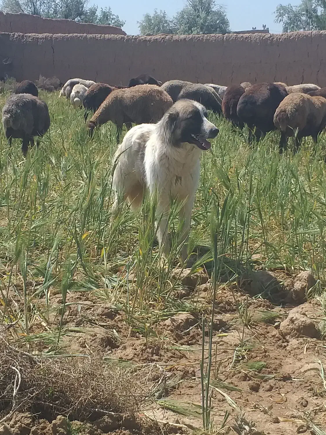 میش زاییده افشار اصفهان|حیوانات مزرعه|خمینی‌شهر, |دیوار