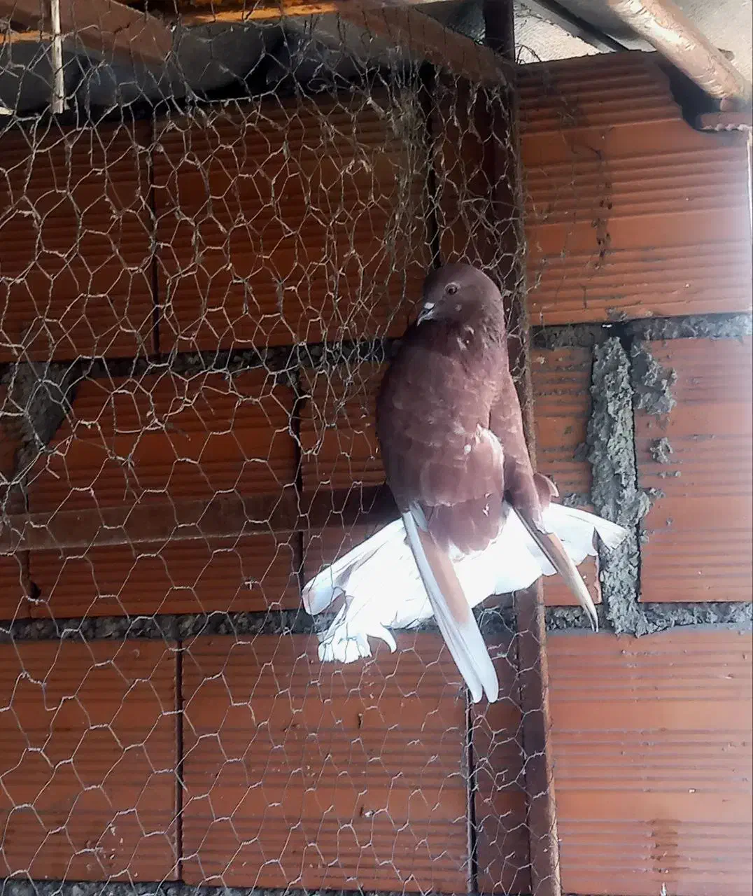 کبوتر پرشی|پرنده|قائمشهر, |دیوار