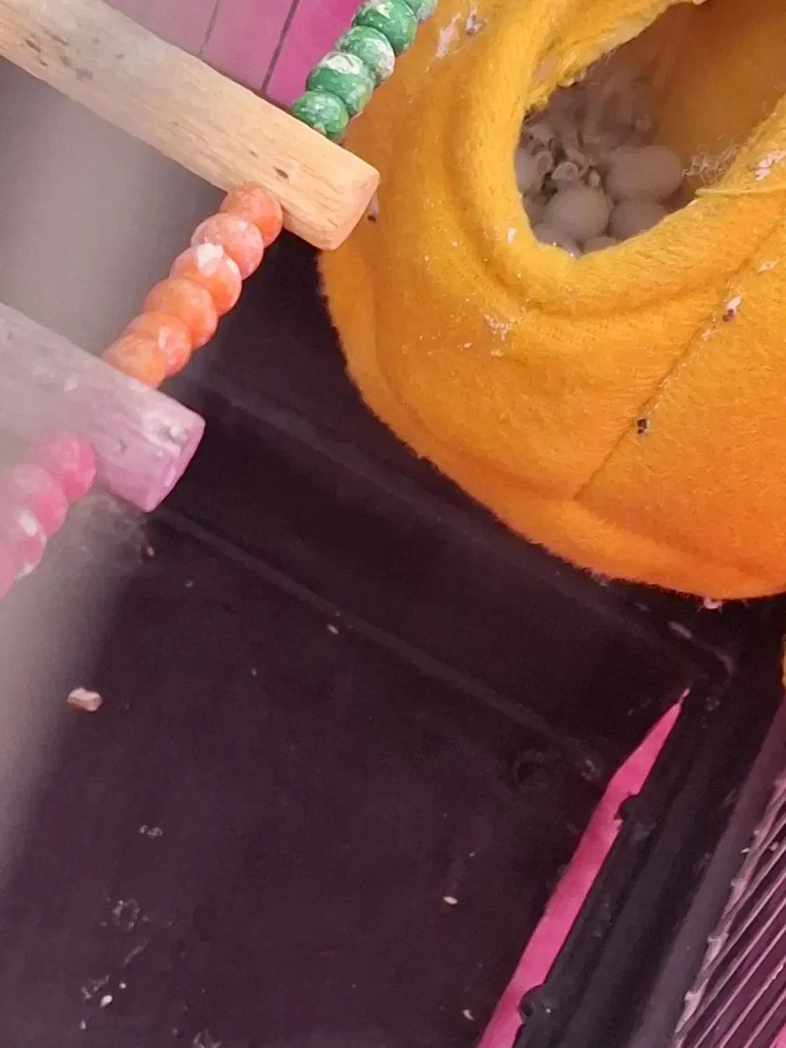 فنچ|پرنده|کرمانشاه, |دیوار