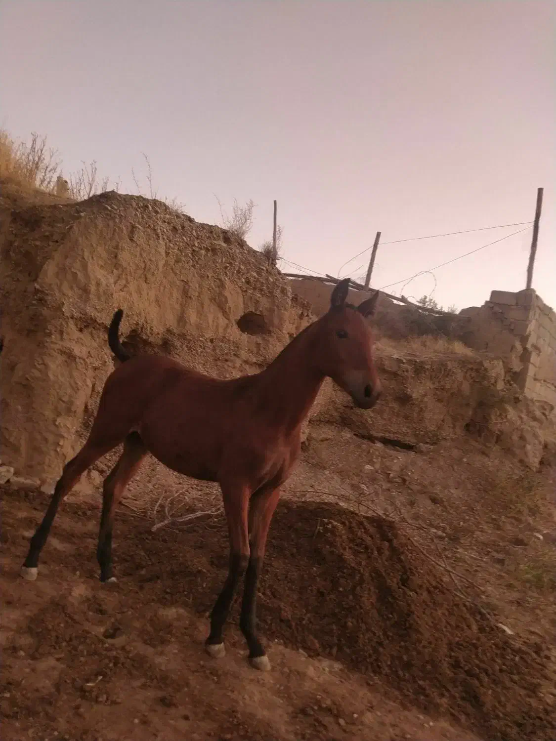 کره مادیان قره کهر شش ماه نوه سیوان فیضی بوکان|اسب و تجهیزات اسبسواری|بناب, |دیوار