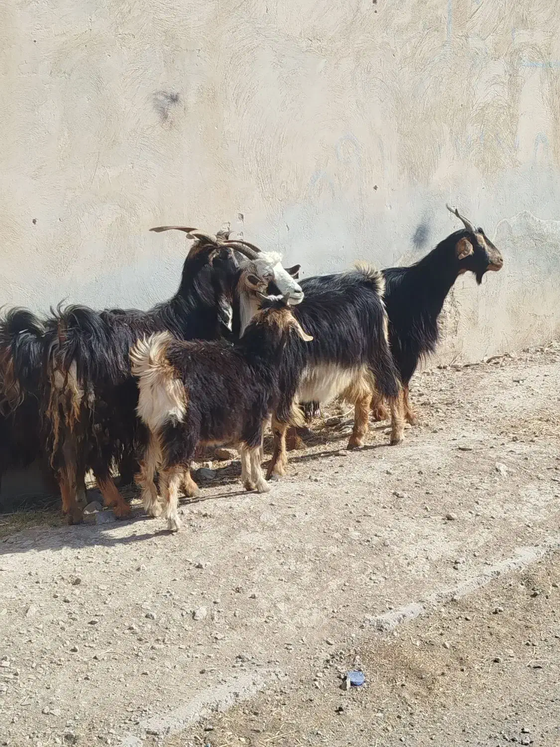 چبیش بز کهره|حیوانات مزرعه|مرودشت, نقش رستم|دیوار