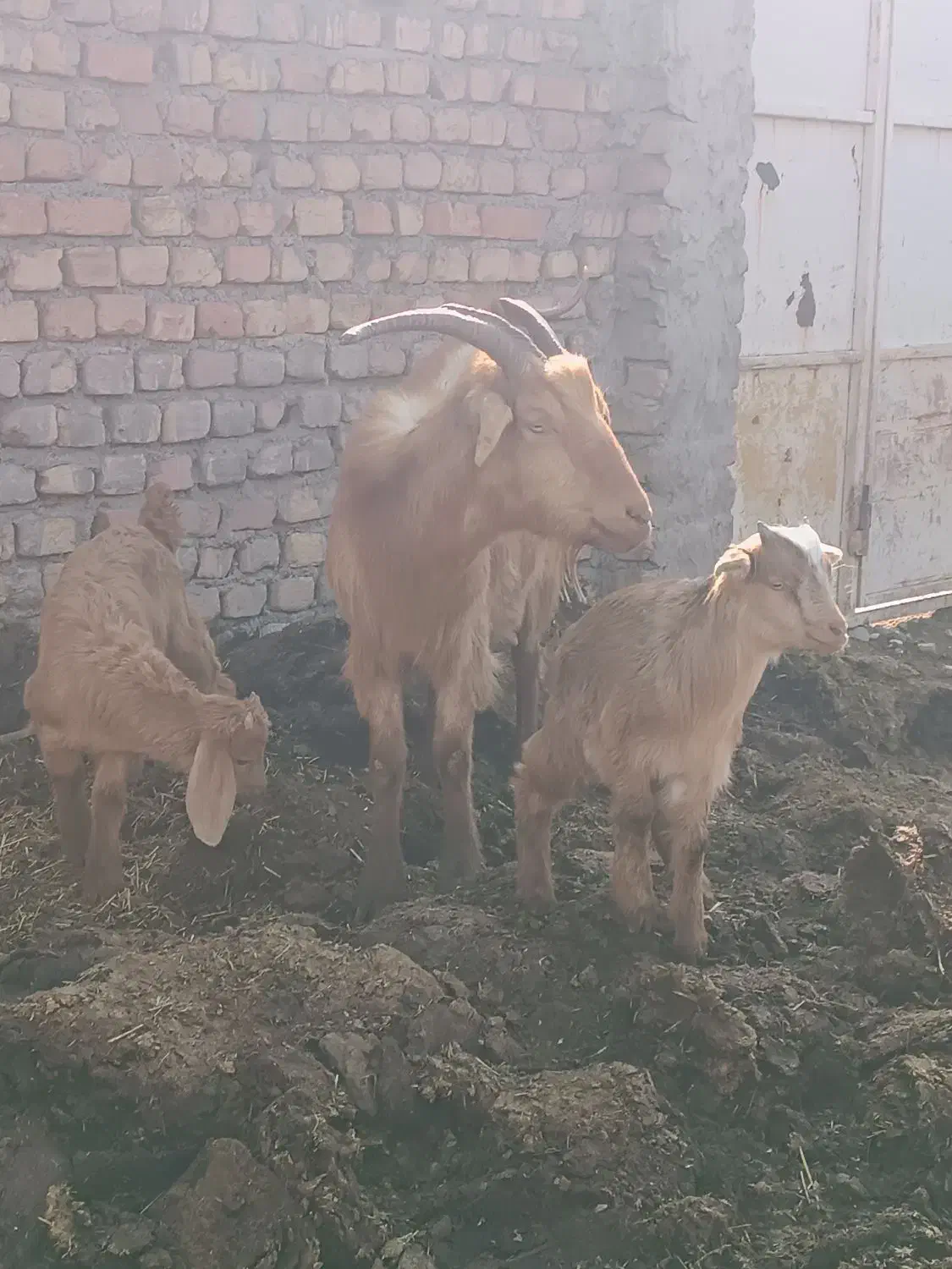 بز بزغاله|حیوانات مزرعه|رامند, |دیوار