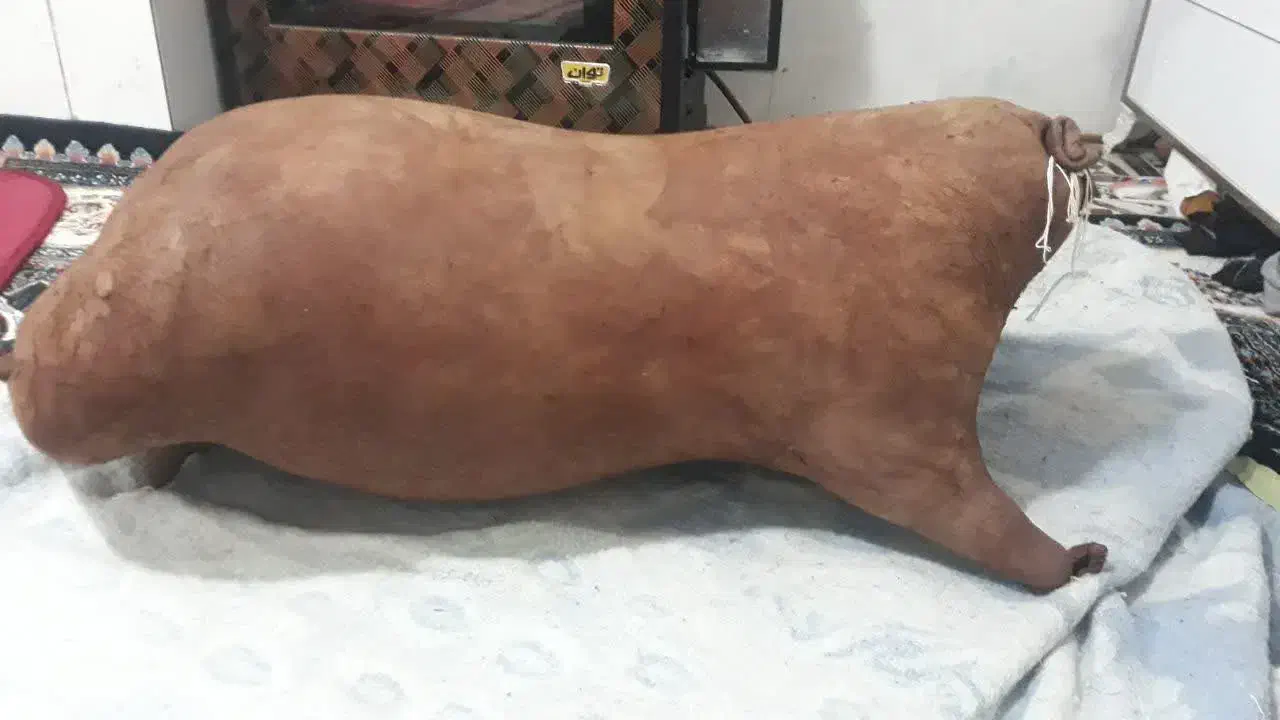 تعدای مشک|ظروف نگهدارنده، پلاستیکی، یکبارمصرف|کشکوئیه, |دیوار