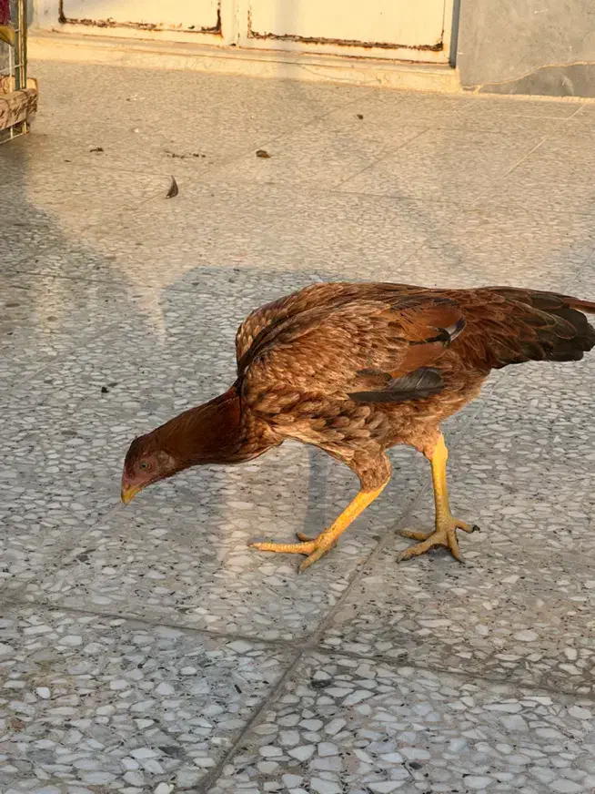 مرغ لاری|حیوانات مزرعه|اسلامشهر, شهرک توحید|دیوار