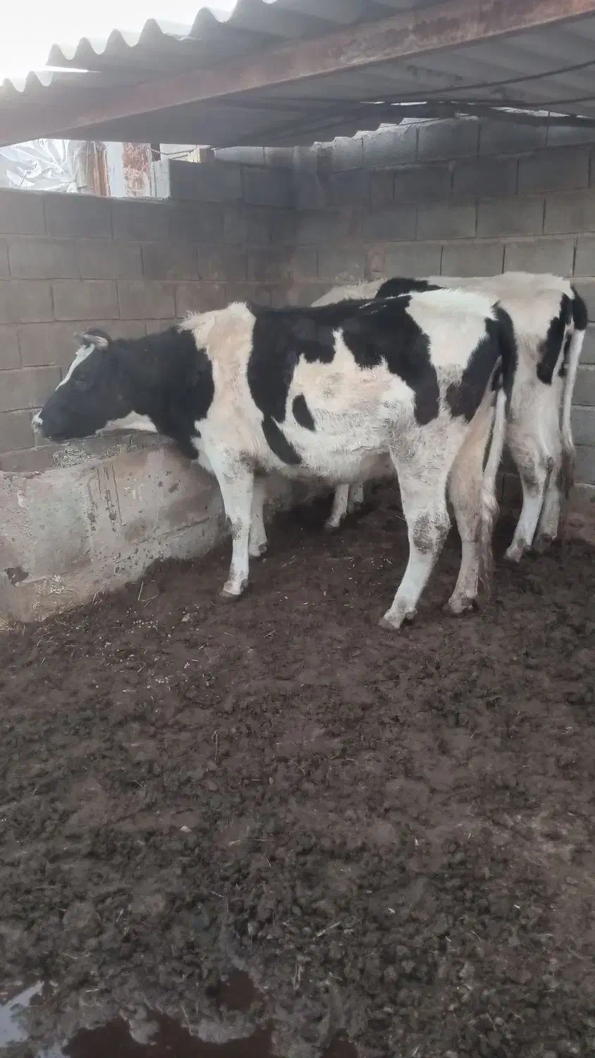 نوبر|حیوانات مزرعه|کوار, |دیوار