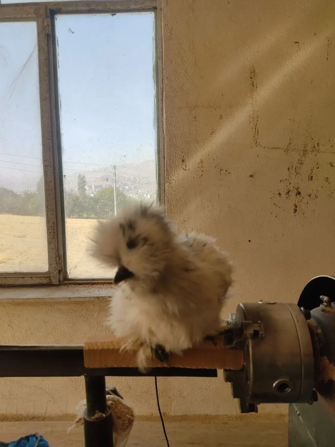 تخم مرغ ابریشمی|حیوانات مزرعه|سنندج, |دیوار