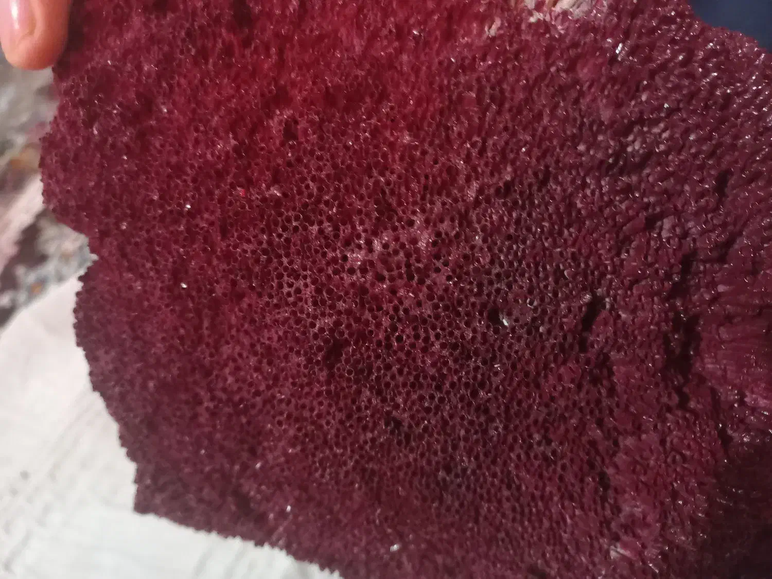 مرجان دریایی لوله ای|کلکسیون و سرگرمی|زاهدان, |دیوار