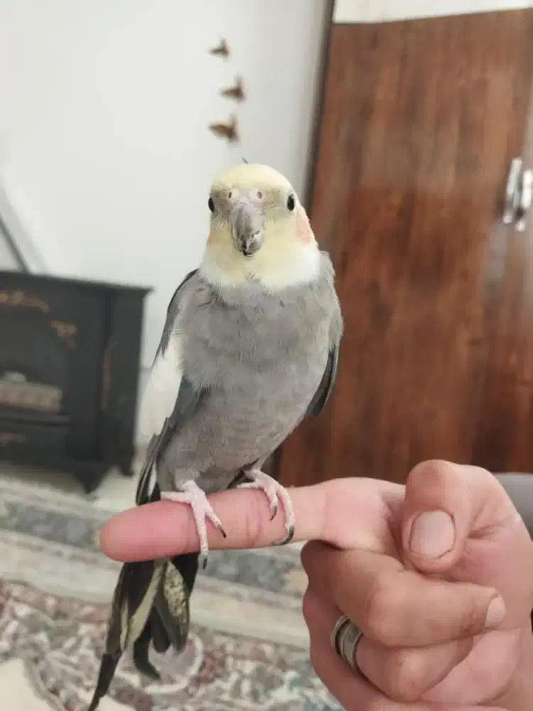 ع ر و س|پرنده|طرقبه, |دیوار