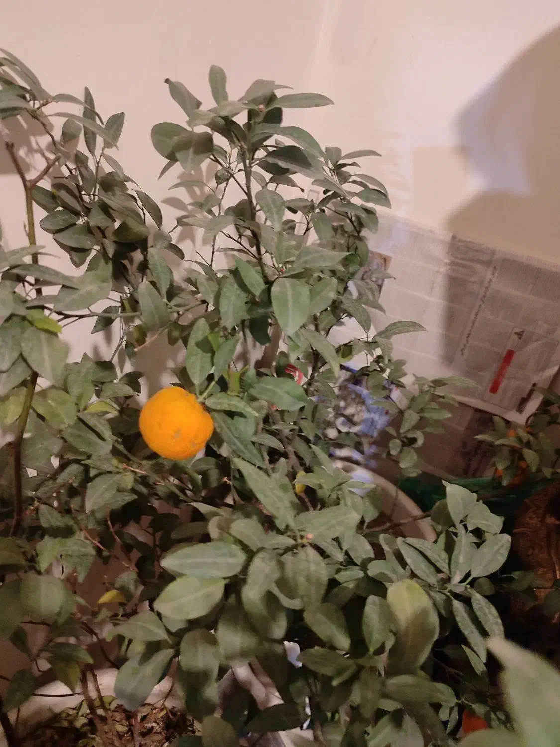 فروش درختچه نارنگی و سیکاس طبیعی|گل و گیاه طبیعی|تهران, تهرانسر شمالی|دیوار