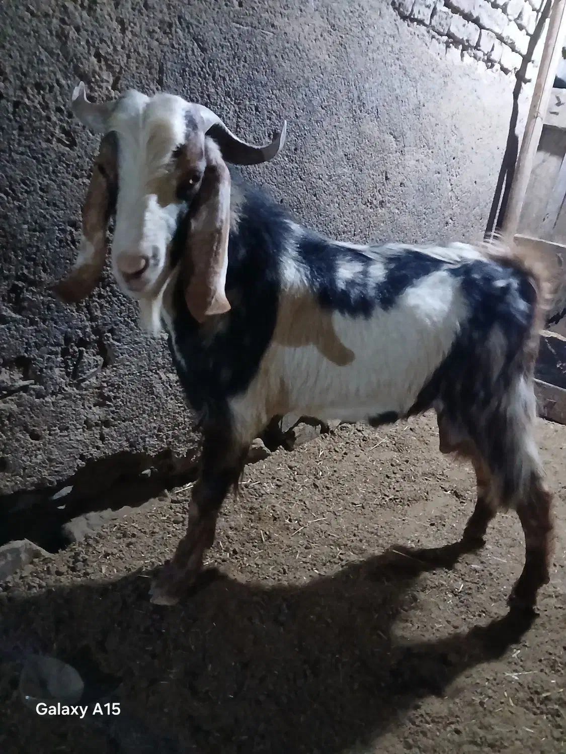 بز‌ه‌نرپلنگی|حیوانات مزرعه|بهار, |دیوار