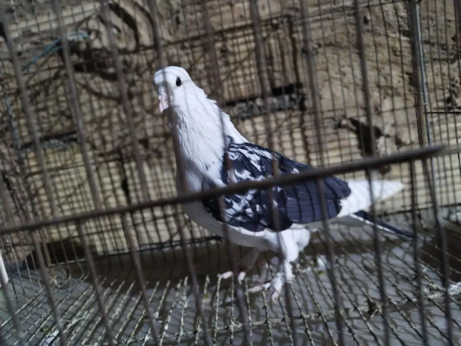 کبوتر|پرنده|قم, ولیعصر|دیوار