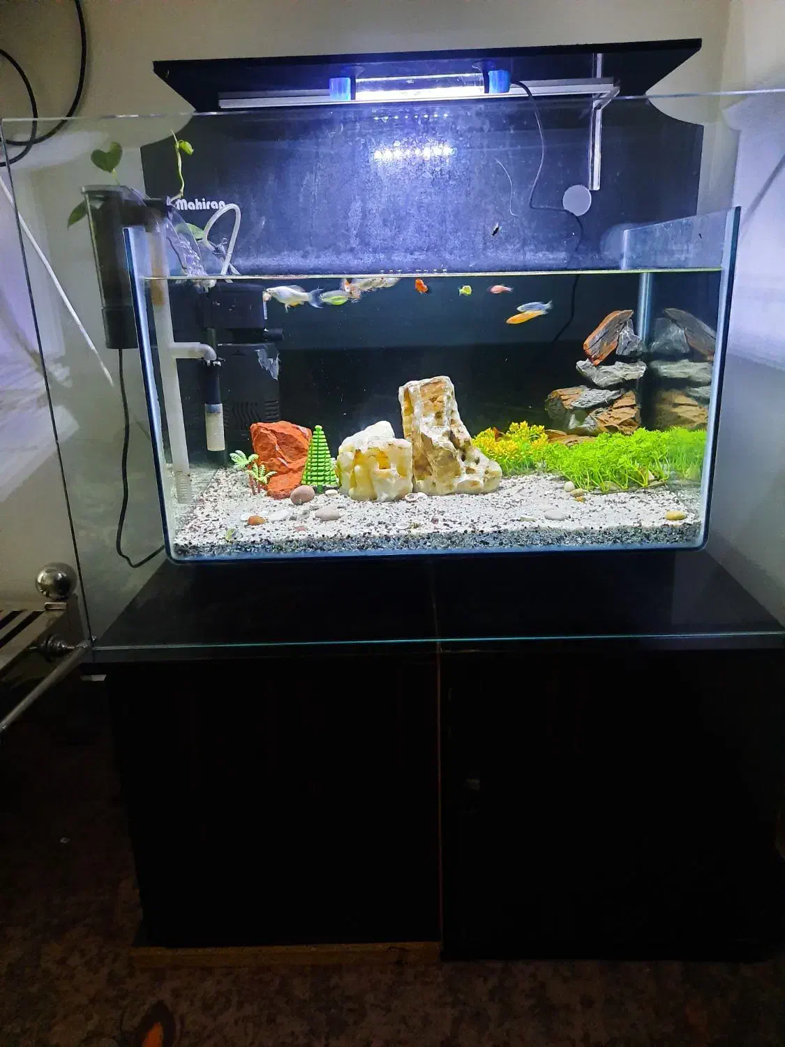 آکواریوم ماهیران|ماهی|اهواز, کمپلو جنوبی|دیوار