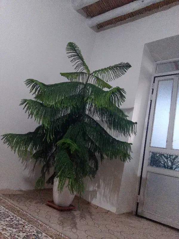 فروش گل لباس شویی 7کیلویی اسنوا تلویزیون سامسونگ|تلویزیون و پروژکتور|اردبیل, |دیوار