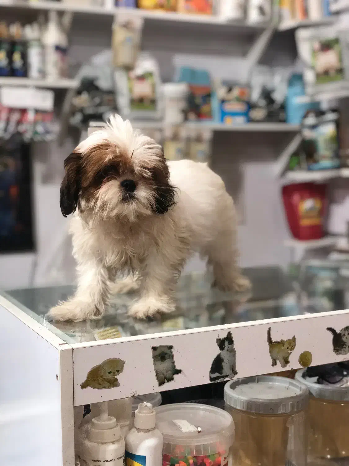 سگ واگذاری|سگ|گرگان, |دیوار