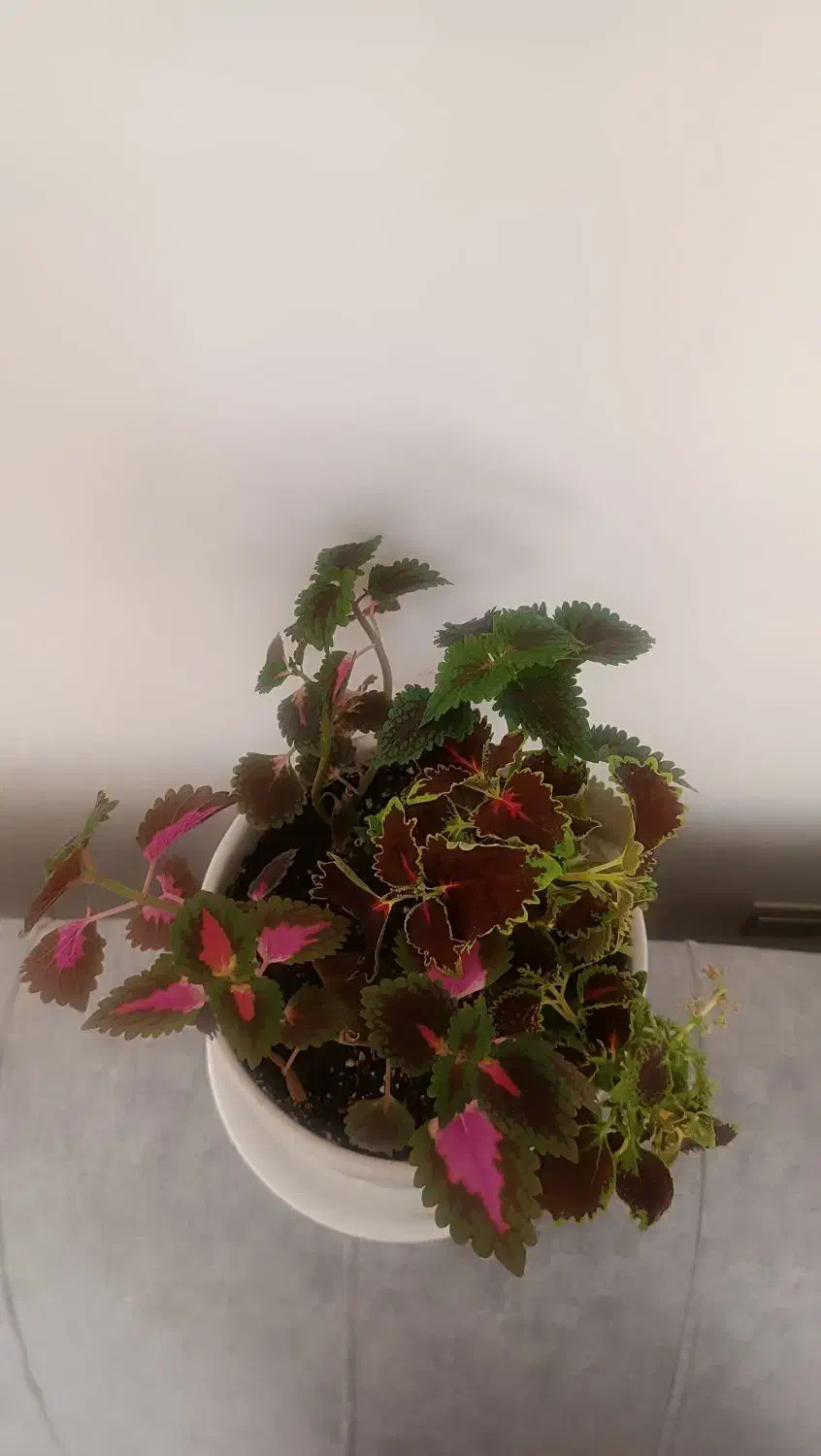 گل حسن یوسف|گل و گیاه طبیعی|کرمان, |دیوار