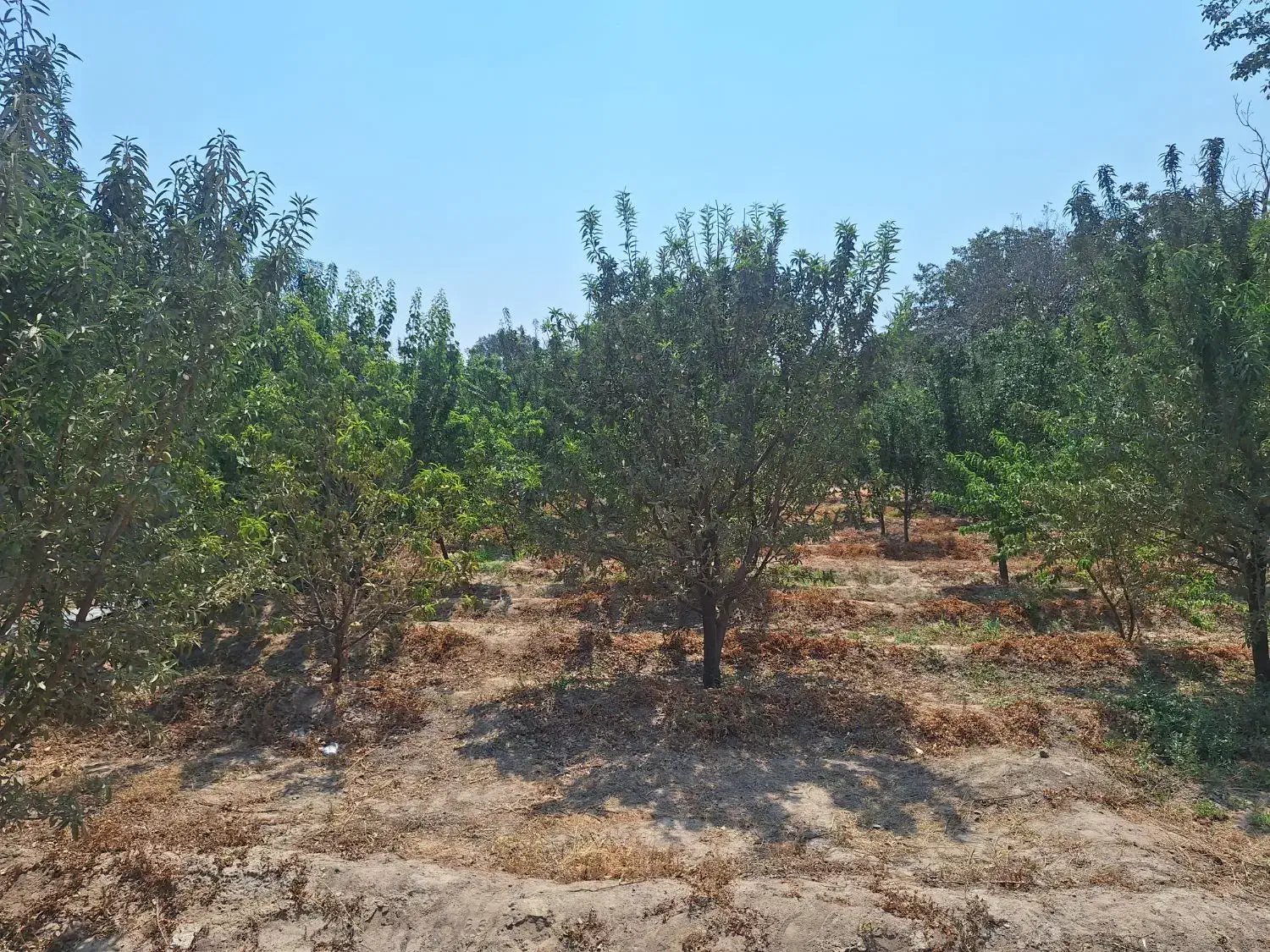 قطعه ویلایی|فروش زمین و ملک کلنگی|خسروشاه, |دیوار