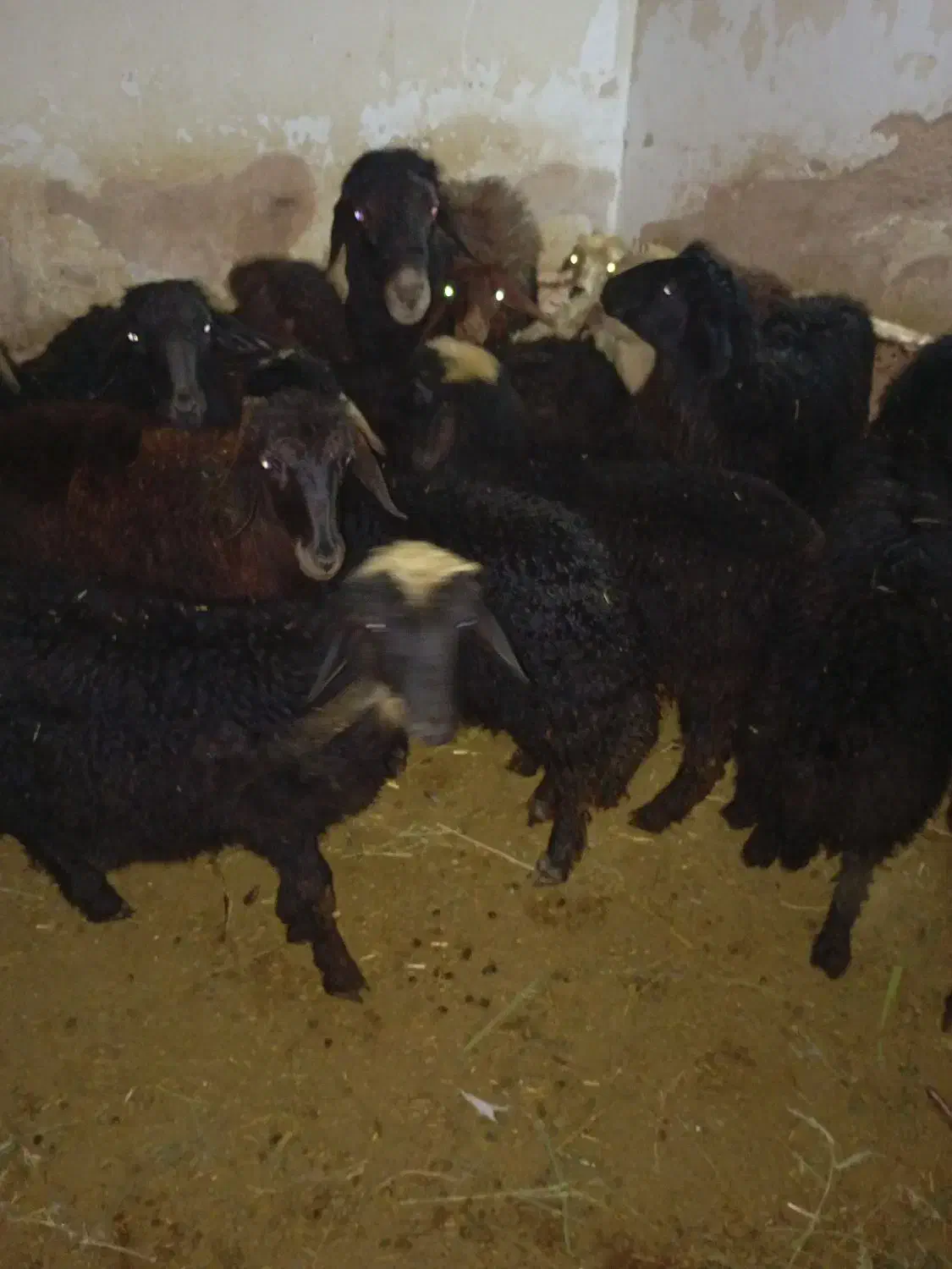 20عددبره قره قزل|حیوانات مزرعه|نظر کهریزی, |دیوار