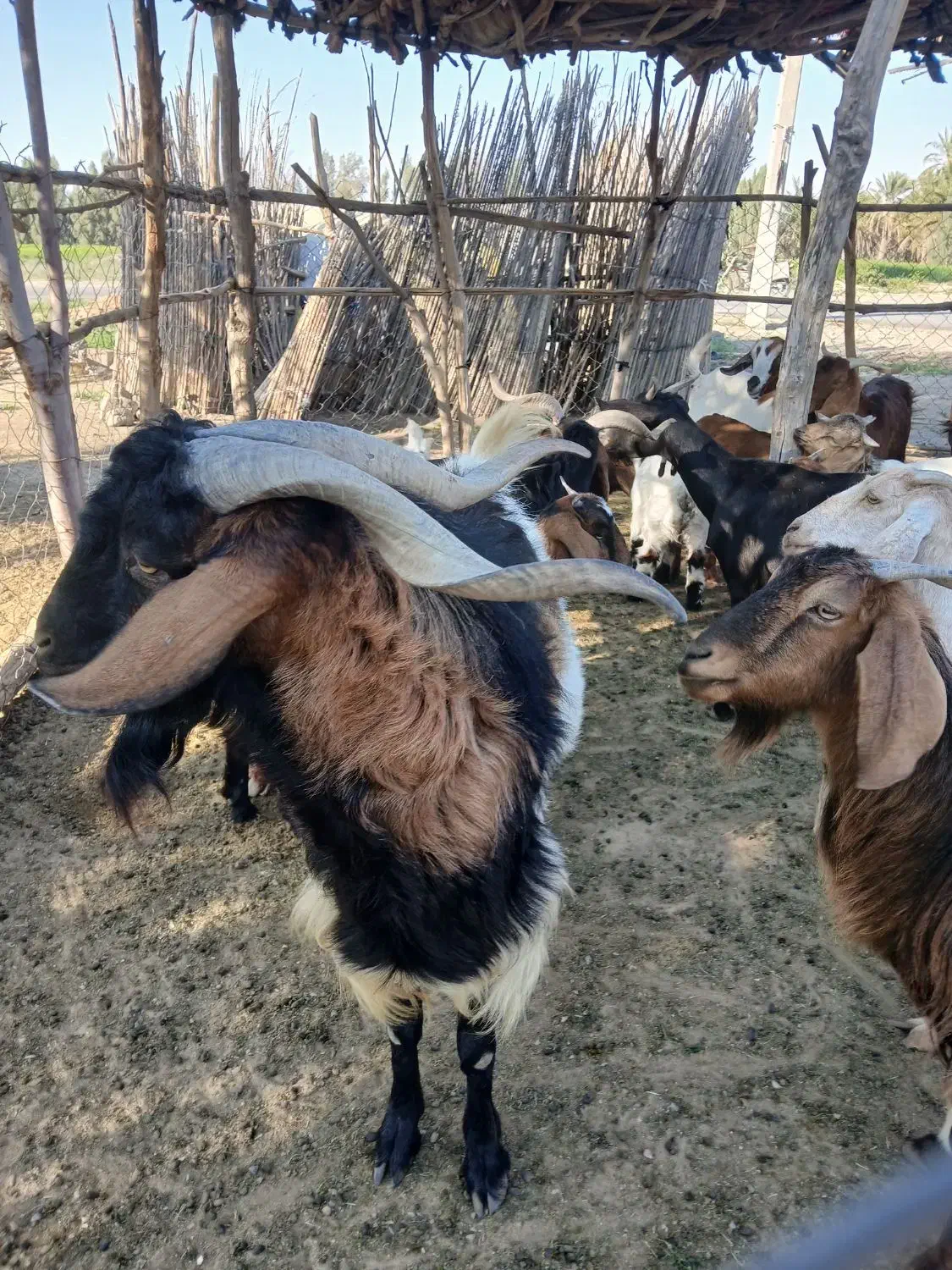 نریگ|حیوانات مزرعه|کهنوج, |دیوار