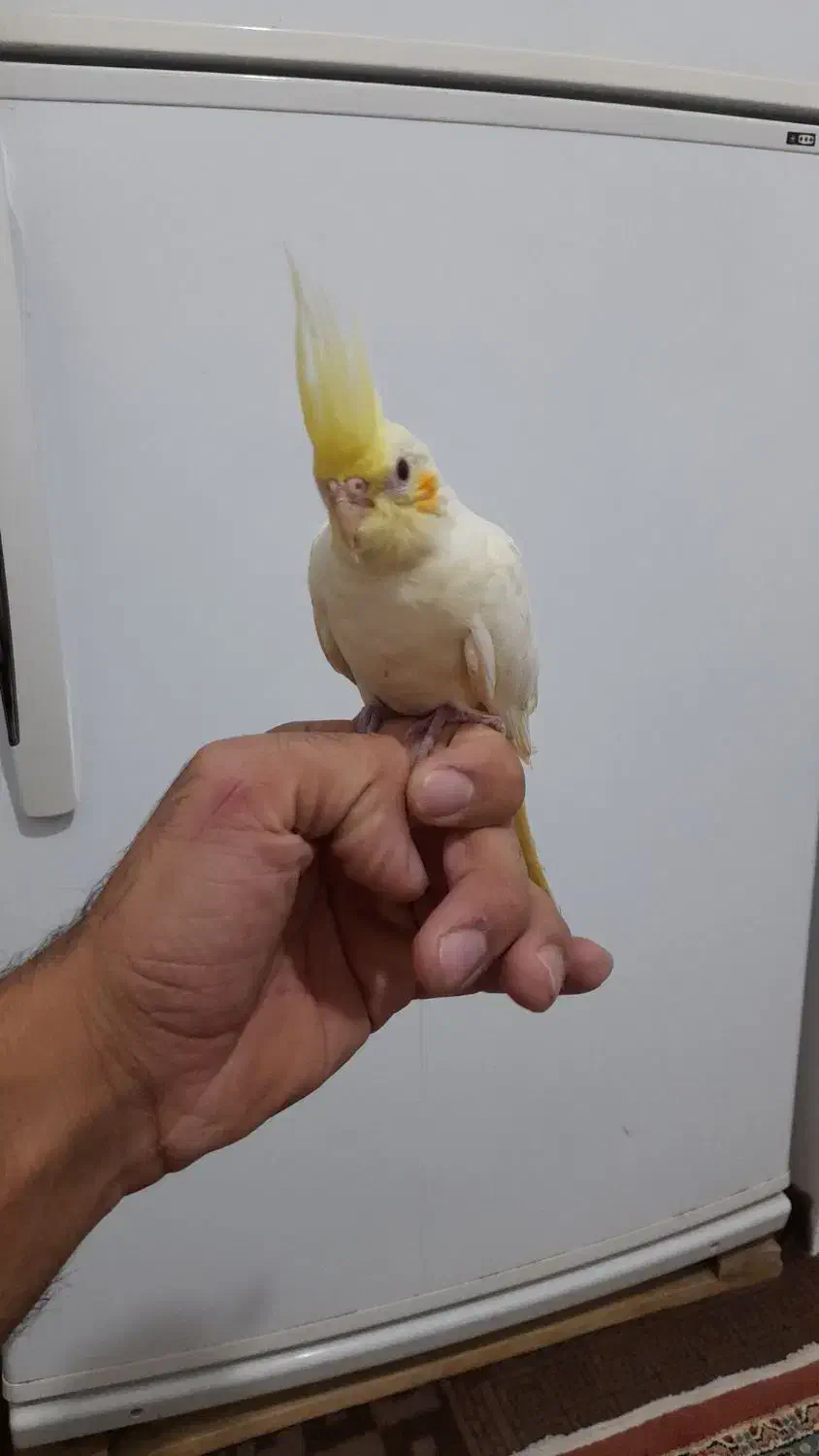 عروس هلندی  کاملا دستی  و فنج گلدین نر بخون|پرنده|اردبیل, |دیوار