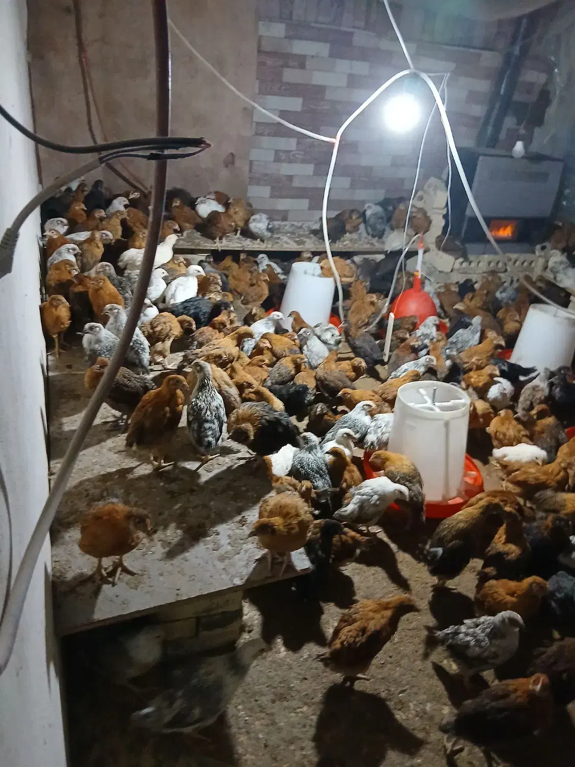 جوجه مرغ وخروس  ۲ماهه نژاد گلپایگان|حیوانات مزرعه|مشهد, سیس‌آباد|دیوار