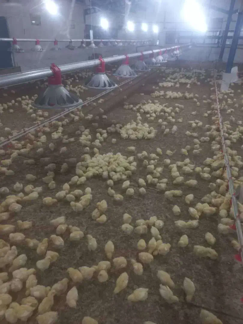 استخدام کارگر|استخدام صنعتی، فنی، مهندسی|تربت جام, جامرود|دیوار