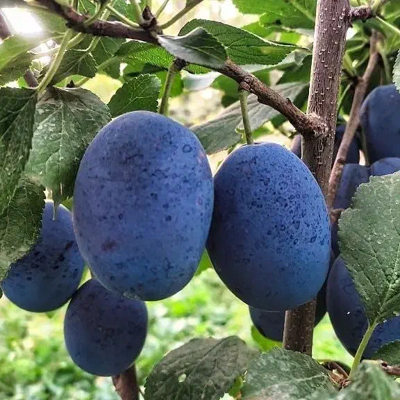 نهالستان بزرگ ترین تولید کننده شمال غرب کشور|حراج|گنبد کاووس, |دیوار