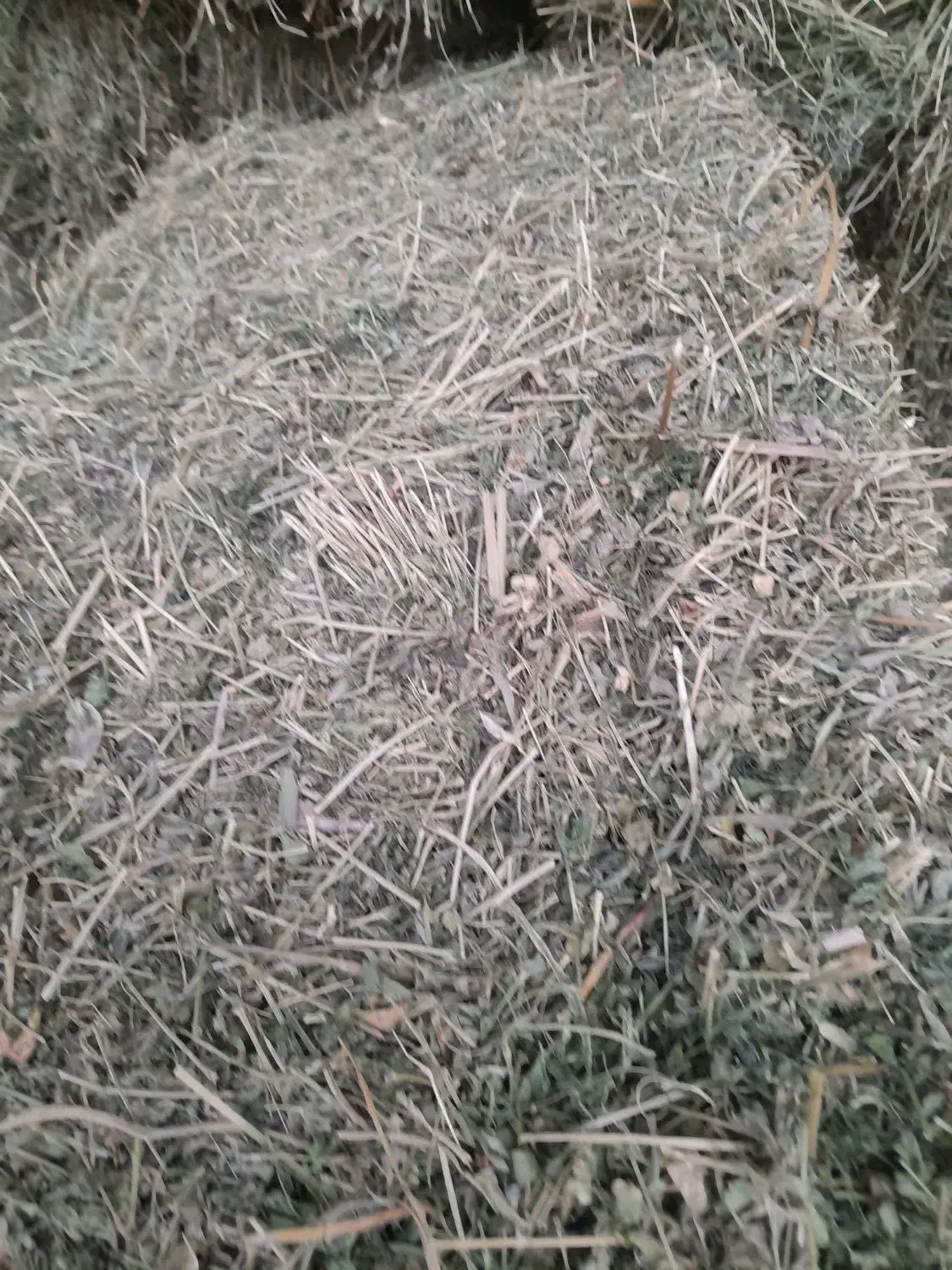 یونجه گل اول|لوازم جانبی حیوانات|صحنه, |دیوار