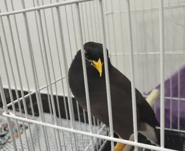 پرنده مینا نر افغانی|پرنده|سبزوار, قلعهنو دهزار|دیوار