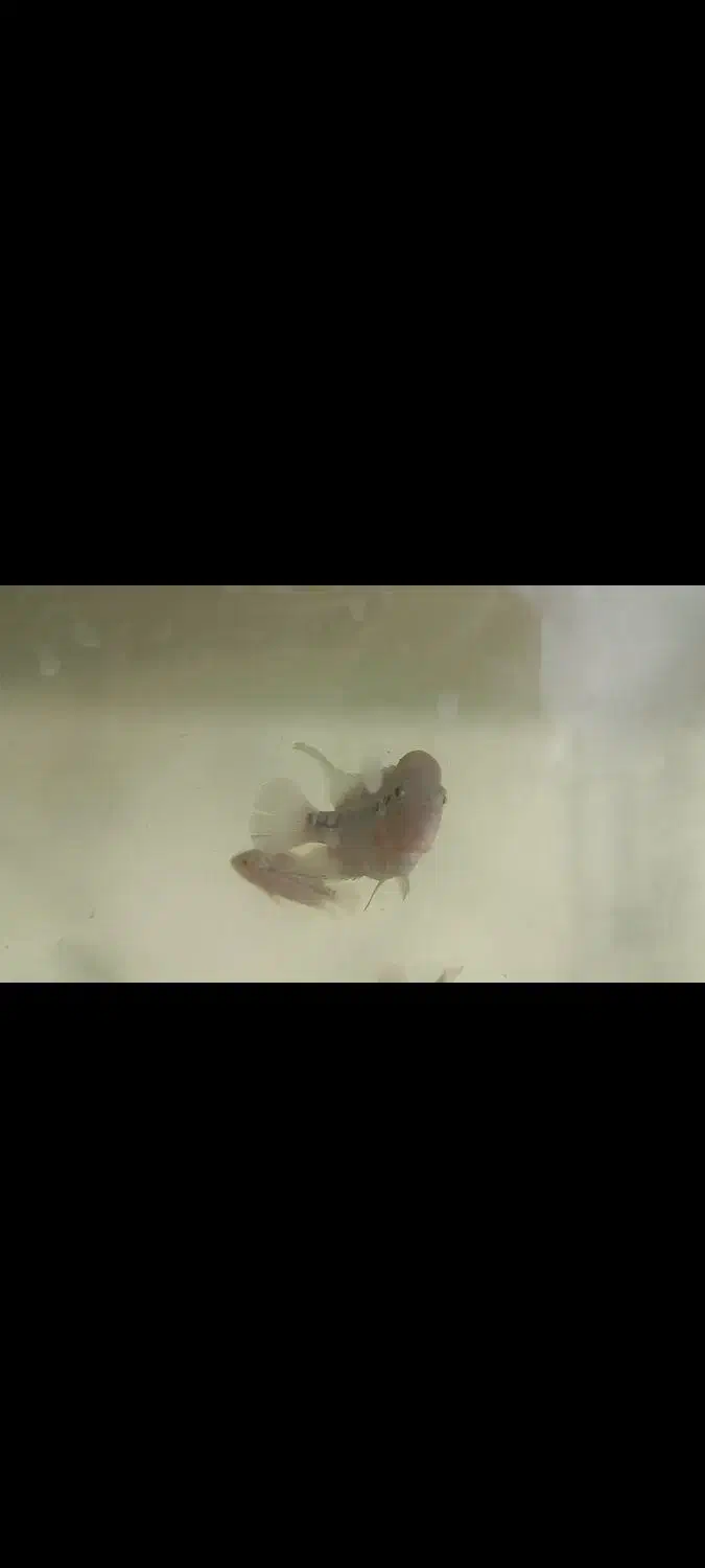 ماهی فلاور هورن تعداد زیاد 20هزار الی 300هزار|ماهی|مشهد, رسالت|دیوار