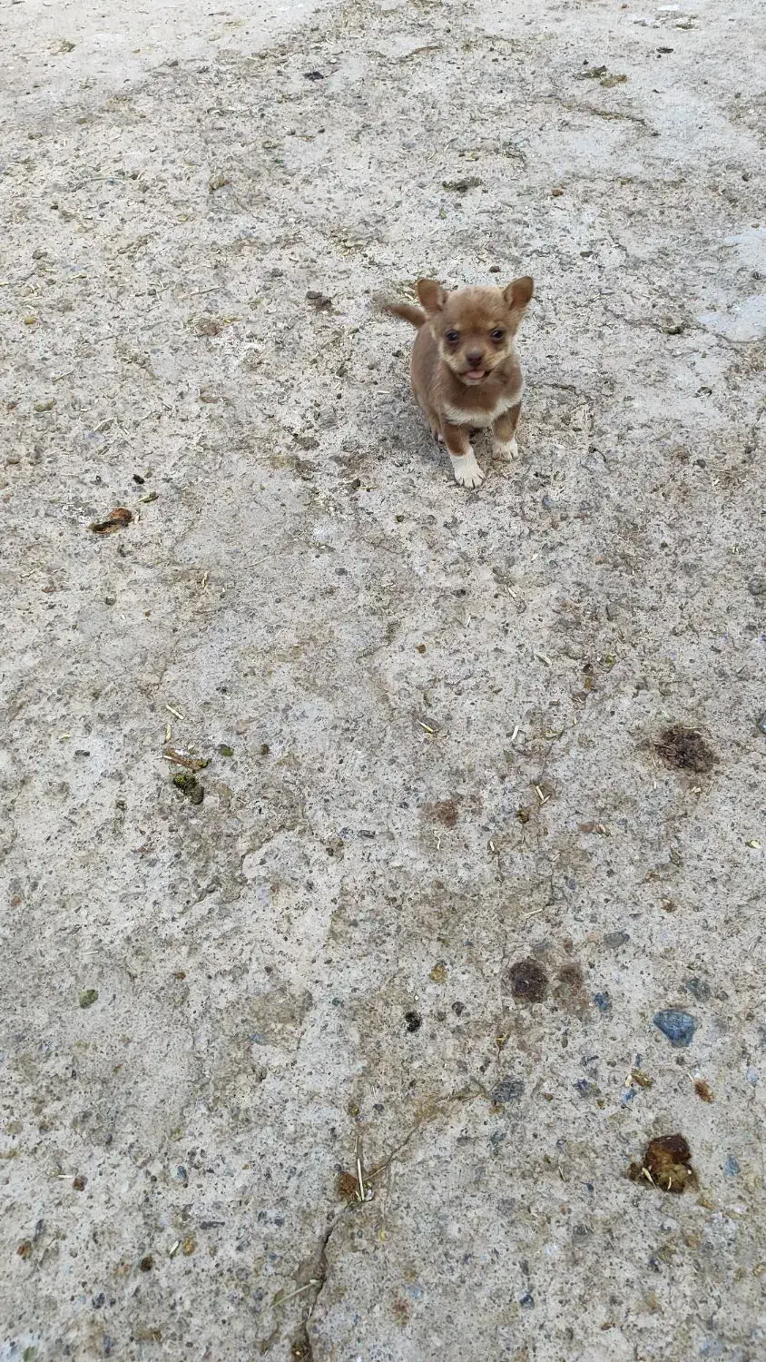 فروش پاکوتاه فیندو ریز و کوچک|سگ|میانه, |دیوار