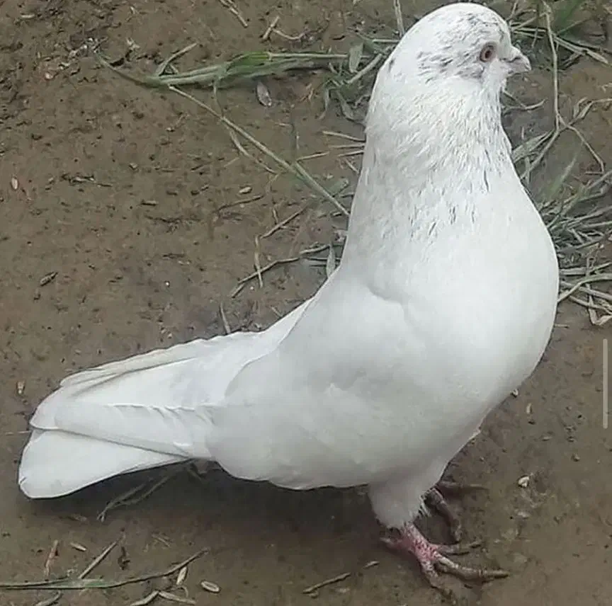 فروش ی بوم کفتر کاشانی تهرانی|پرنده|دهق, |دیوار