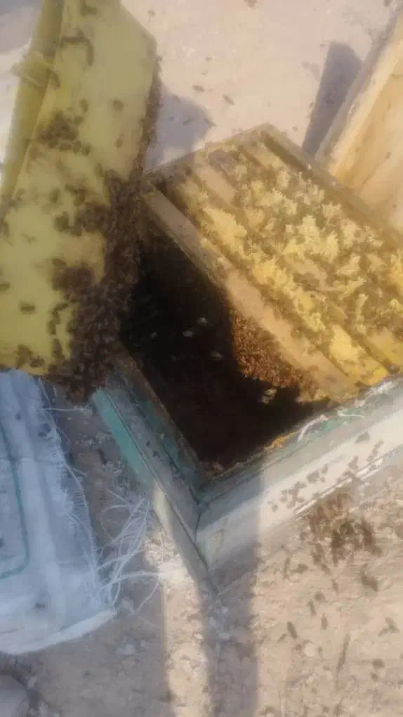 فروش زنبور خرید موم و کلوخ وتعویض با زنبور|حیوانات مزرعه|ساری, |دیوار