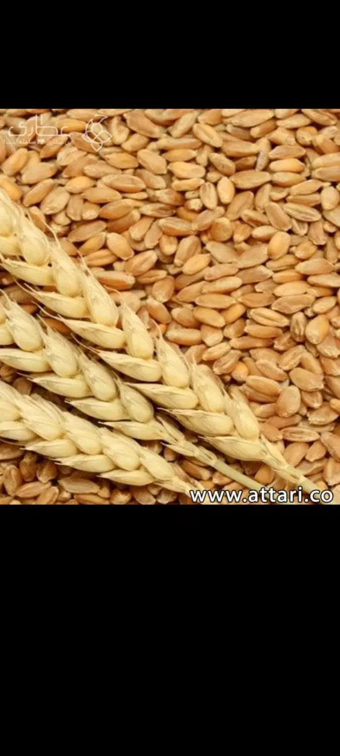 گندم بوجاری شده تمیز.|خدمات باغبانی و درختکاری|بیجار, |دیوار