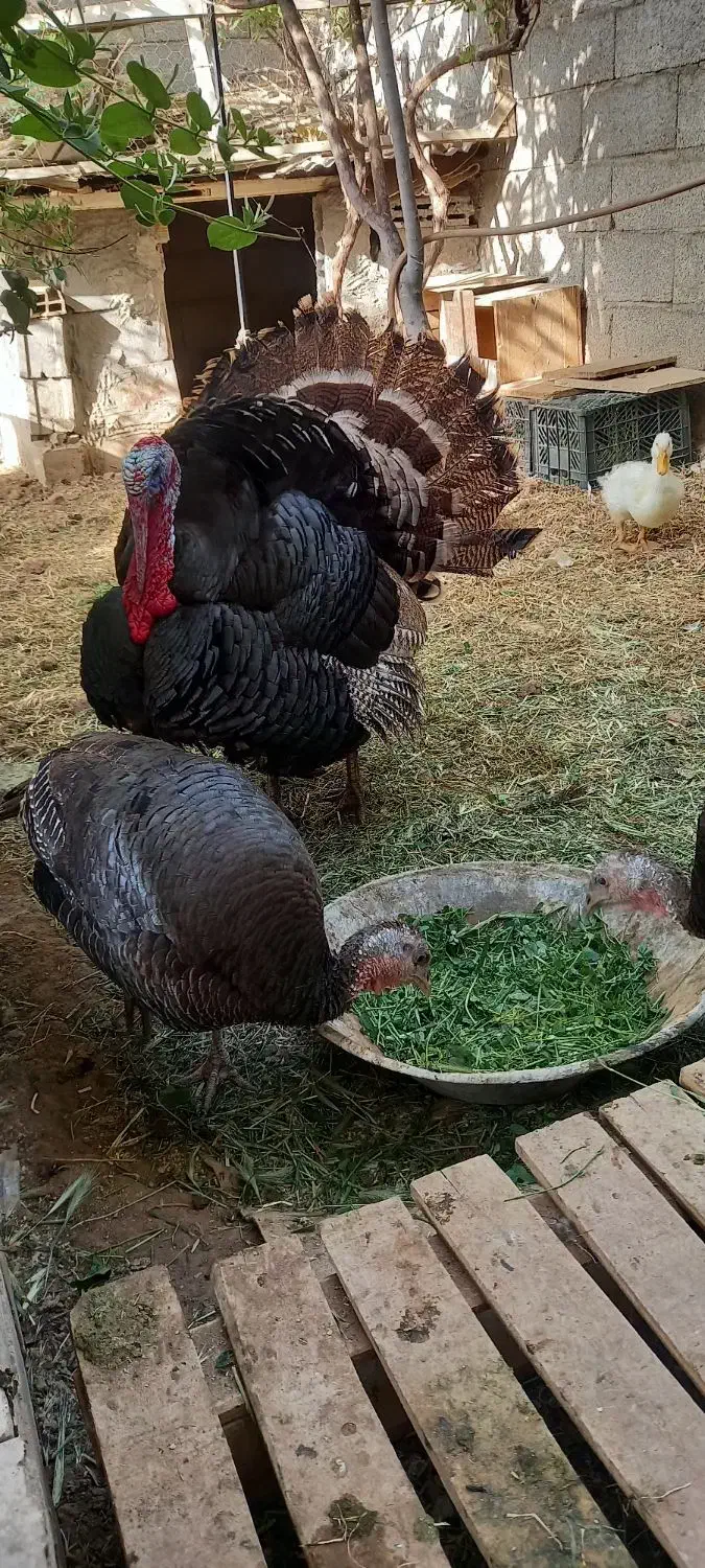 بوقلمون ماده برنز|حیوانات مزرعه|زرندیه, |دیوار