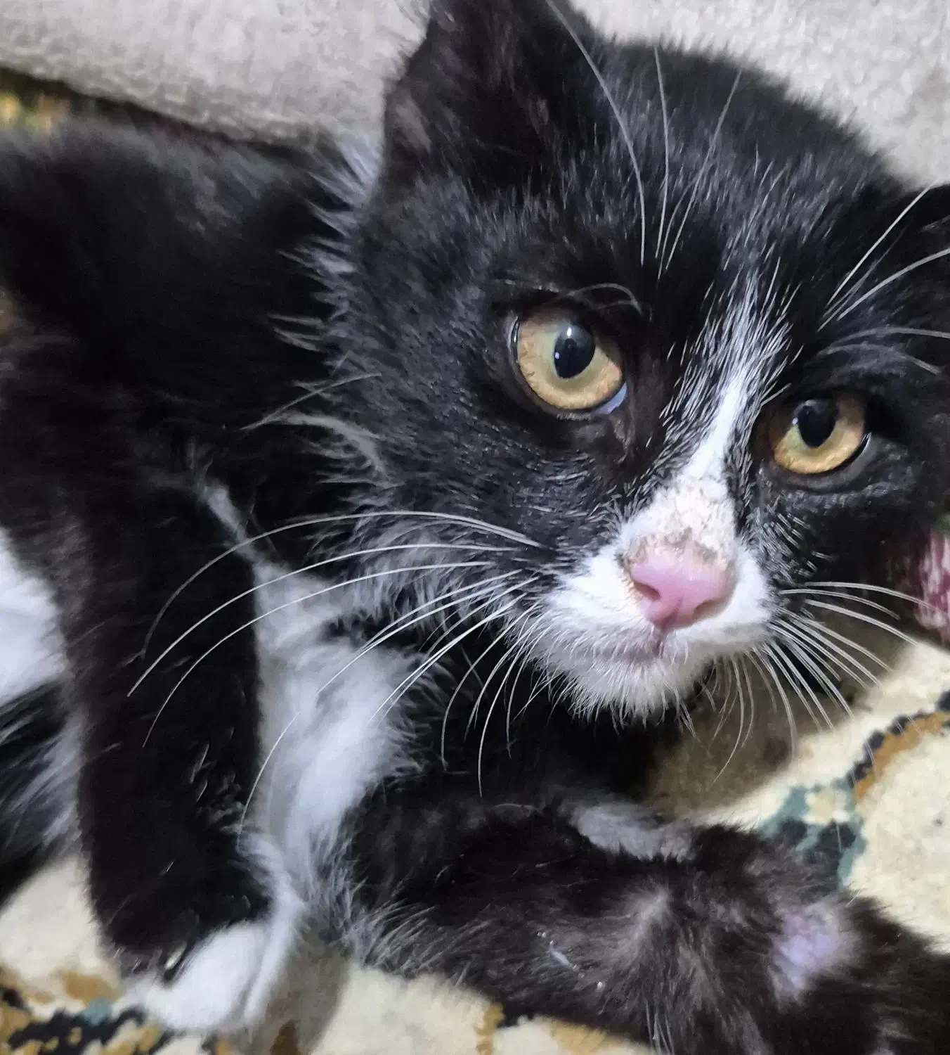 سرپرست مهربون واسه گربه ی خوشگل‌|گربه|کرج, کوی مهر|دیوار