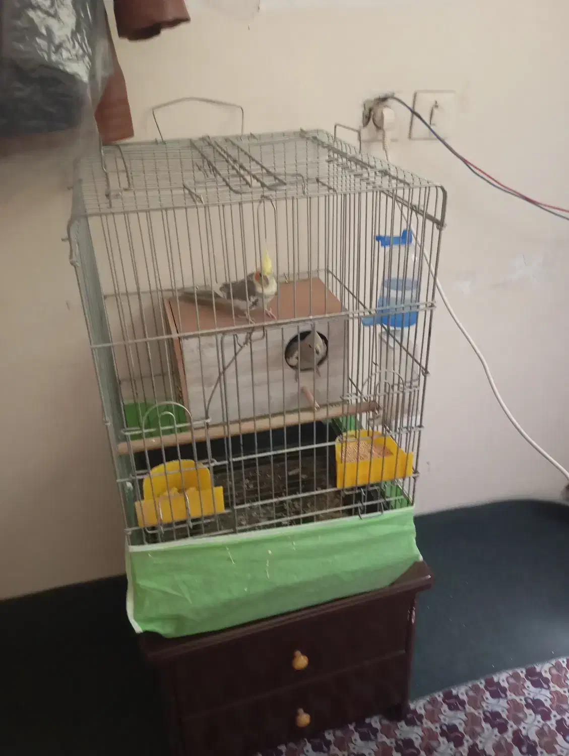 یک جفت عروس هلندی|پرنده|شریفآباد, |دیوار