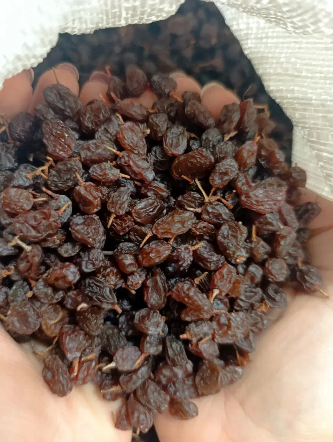 کشمش درجه یک آفتابی|خوردنی و آشامیدنی|بوشهر, |دیوار