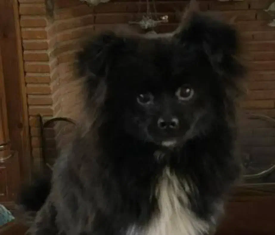 سگ اشپیتز معاوضه میکنم|سگ|بندرعباس, |دیوار