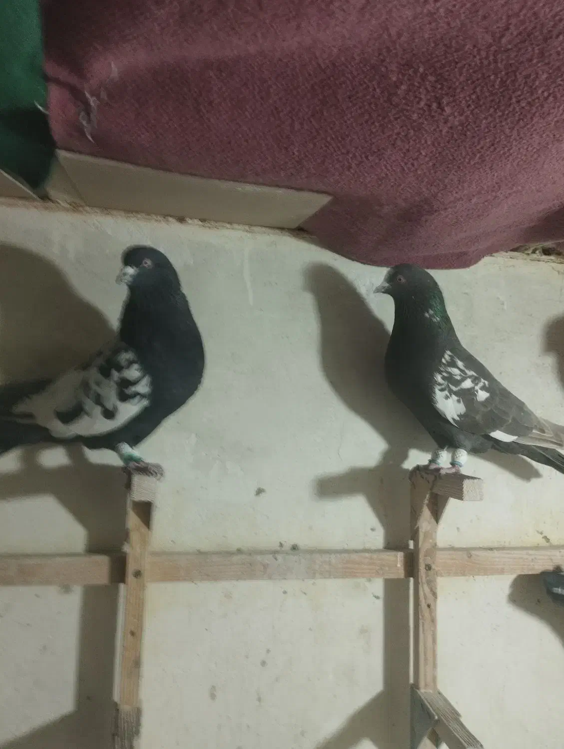 کبوتر|پرنده|مرودشت, ژیان|دیوار