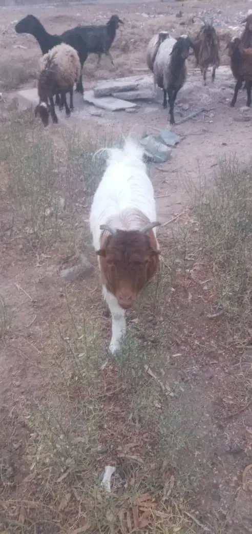 بزغاله تو پر و سالم|حیوانات مزرعه|قم, الغدیر|دیوار